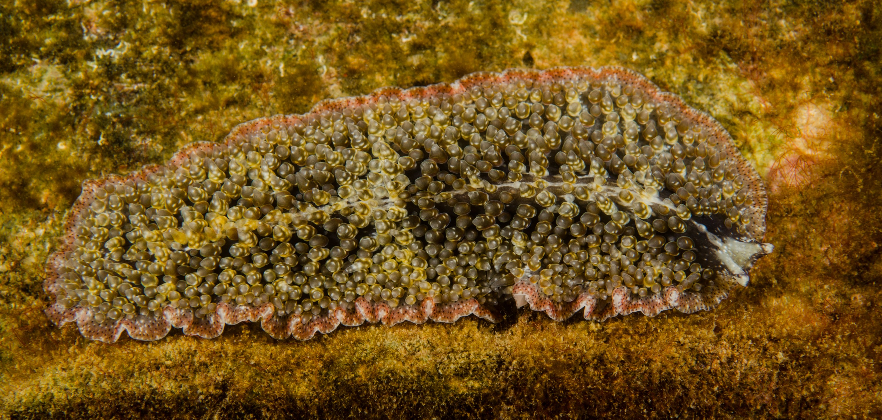 DSC_5940 – crispin, nz, new, zealand, new zealand, Flatworm, Thysanozoon, brochii, marsden, cove, marina